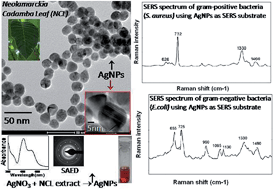 Graphical abstract: SERS study of bacteria using biosynthesized silver nanoparticles as the SERS substrate