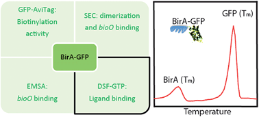 Graphical abstract: Green fluorescent protein-based assays for high-throughput functional characterization and ligand-binding studies of biotin protein ligase
