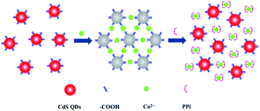Graphical abstract: Monitoring pyrophosphate anions via cobalt(ii)-modulated fluorescence of cadmium sulfide quantum dots