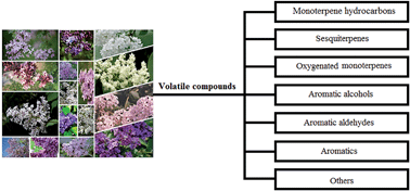 Graphical abstract: Performance assessment of solvent extraction coupled with gas chromatography-mass spectrometry for the analysis of volatile components from Syringa flowers