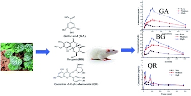 Graphical abstract: The UHPLC-MS/MS determination and pharmacokinetic study of three active compounds in male rats after oral administration of Saxifraga stolonifera (L.) Meerb extract
