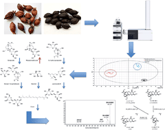 Graphical abstract: A metabolomics approach to study the dual modulation by characterization of chemical alteration during processing of Gardeniae Fructus using UPLC-ESI-QTOF
