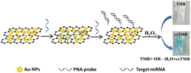 Graphical abstract: A visible and label-free colorimetric sensor for miRNA-21 detection based on peroxidase-like activity of graphene/gold-nanoparticle hybrids