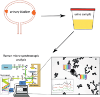 Graphical abstract: Methodologies for bladder cancer detection with Raman based urine cytology