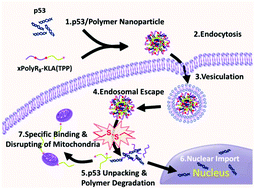 Graphical abstract: Co-delivery of proapoptotic peptide and p53 DNA by reduction-sensitive polypeptides for cancer therapy