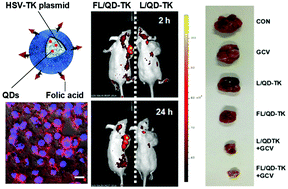 Graphical abstract: Noninvasive theranostic imaging of HSV-TK/GCV suicide gene therapy in liver cancer by folate-targeted quantum dot-based liposomes