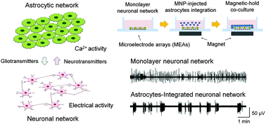 Graphical abstract: Modulation of neuronal network activity using magnetic nanoparticle-based astrocytic network integration