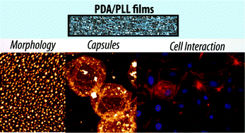 Graphical abstract: Mixed poly(dopamine)/poly(l-lysine) (composite) coatings: from assembly to interaction with endothelial cells