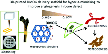 Graphical abstract: 3D-printed dimethyloxallyl glycine delivery scaffolds to improve angiogenesis and osteogenesis