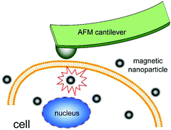 Graphical abstract: Cellular effects of magnetic nanoparticles explored by atomic force microscopy