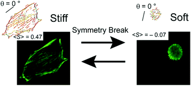 Graphical abstract: Live cell tracking of symmetry break in actin cytoskeleton triggered by abrupt changes in micromechanical environments