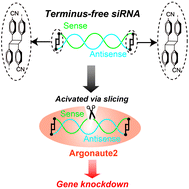 Graphical abstract: Terminus-free siRNA prepared by photo-crosslinking activated via slicing by Ago2