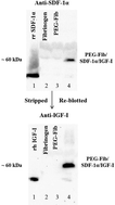 Graphical abstract: Controlled delivery of SDF-1α and IGF-1: CXCR4+ cell recruitment and functional skeletal muscle recovery