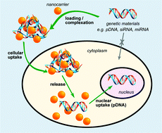Graphical abstract: Utilising inorganic nanocarriers for gene delivery