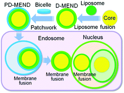 Graphical abstract: Tri-membrane nanoparticles produced by combining liposome fusion and a novel patchwork of bicelles to overcome endosomal and nuclear membrane barriers to cargo delivery
