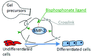 Graphical abstract: Control of growth factor binding and release in bisphosphonate functionalized hydrogels guides rapid differentiation of precursor cells in vitro