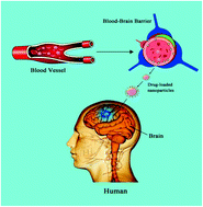 Graphical abstract: Strategies for transporting nanoparticles across the blood–brain barrier
