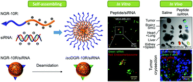 Graphical abstract: Systemic and tumor-targeted delivery of siRNA by cyclic NGR and isoDGR motif-containing peptides