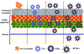 Graphical abstract: Retracted Article: The next generation cell-penetrating peptide and carbon dot conjugated nano-liposome for transdermal delivery of curcumin