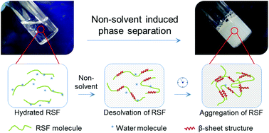 Graphical abstract: Silk fibroin gelation via non-solvent induced phase separation
