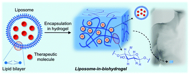 Graphical abstract: Biodegradable liposome-encapsulated hydrogels for biomedical applications: a marriage of convenience