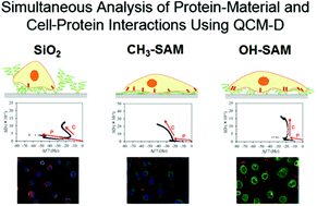 Graphical abstract: Simultaneous characterization of protein–material and cell–protein interactions using dynamic QCM-D analysis on SAM surfaces