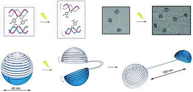 Graphical abstract: Light sensitization of DNA nanostructures via incorporation of photo-cleavable spacers