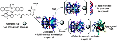 Graphical abstract: A luminescent cyclometalated gold(iii)–avidin conjugate with a long-lived emissive excited state that binds to proteins and DNA and possesses anti-proliferation capacity
