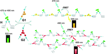 Graphical abstract: FRET-capable supramolecular polymers based on a BODIPY-bridged pillar[5]arene dimer with BODIPY guests for mimicking the light-harvesting system of natural photosynthesis