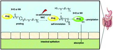 Graphical abstract: An oral redox-sensitive self-immolating prodrug strategy