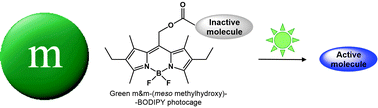 Graphical abstract: meso-Methylhydroxy BODIPY: a scaffold for photo-labile protecting groups