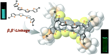 Graphical abstract: A cyclic octithiophene containing β,β′-linkages