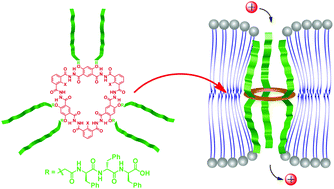 Graphical abstract: Hydrazide macrocycles as effective transmembrane channels for ammonium