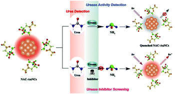 Graphical abstract: pH-Sensitive gold nanoclusters: preparation and analytical applications for urea, urease, and urease inhibitor detection
