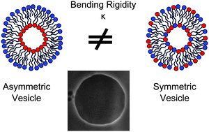 Graphical abstract: Measurements of the effect of membrane asymmetry on the mechanical properties of lipid bilayers