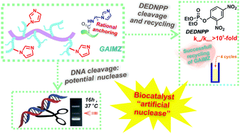 Graphical abstract: A tailored biocatalyst achieved by the rational anchoring of imidazole groups on a natural polymer: furnishing a potential artificial nuclease by sustainable materials engineering