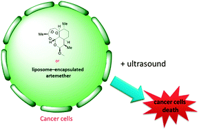Graphical abstract: Potential sonodynamic anticancer activities of artemether and liposome-encapsulated artemether