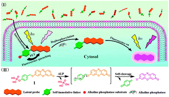 Graphical abstract: An enzyme-activatable probe with a self-immolative linker for rapid and sensitive alkaline phosphatase detection and cell imaging through a cascade reaction