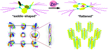 Graphical abstract: Liquid crystalline macrocyclic azacalix[4]pyridine and its complexes with the zinc ion: conformational change from the saddle to flattened shape