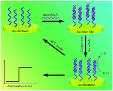 Graphical abstract: A reusable microRNA sensor based on the electrocatalytic property of heteroduplex-templated copper nanoclusters