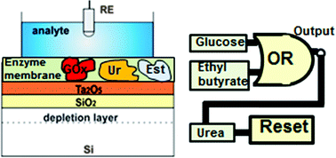 Graphical abstract: Enzyme logic AND-Reset and OR-Reset gates based on a field-effect electronic transducer modified with multi-enzyme membrane