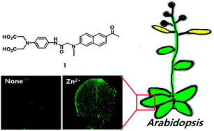 Graphical abstract: Highly selective fluorescence imaging of zinc distribution in HeLa cells and Arabidopsis using a naphthalene-based fluorescent probe