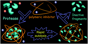 Graphical abstract: A protease inhibition strategy based on acceleration of autolysis