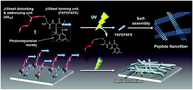 Graphical abstract: A photoinduced growth system of peptide nanofibres addressed by DNA hybridization