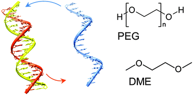 Graphical abstract: Evidence for hydrophobic catalysis of DNA strand exchange