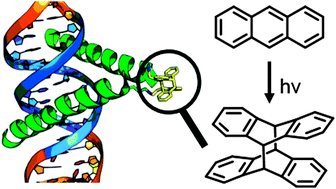 Graphical abstract: Exploiting anthracene photodimerization within peptides: light induced sequence-selective DNA binding