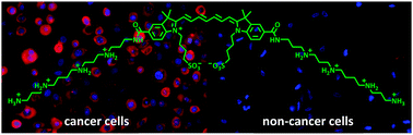 Graphical abstract: A polyamine-modified near-infrared fluorescent probe for selective staining of live cancer cells
