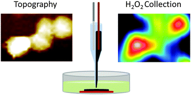 Graphical abstract: Electrochemical imaging of hydrogen peroxide generation at individual gold nanoparticles