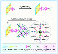 Graphical abstract: Fe3O4NPs mediated nonenzymatic electrochemical immunosensor for the total protein of Nosema bombycis detection without addition of substrate