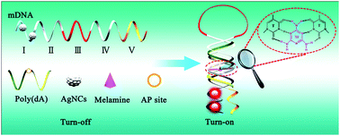Graphical abstract: Triplex molecular beacons for sensitive recognition of melamine based on abasic-site-containing DNA and fluorescent silver nanoclusters
